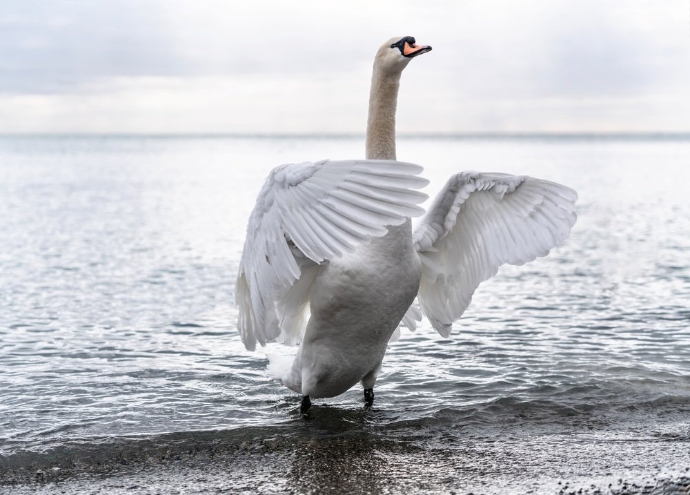 A swan conducts an orchestra of birds