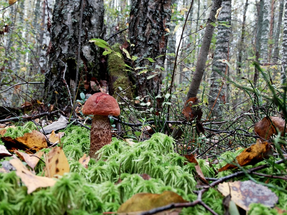 Photograph by Алексей Глухов