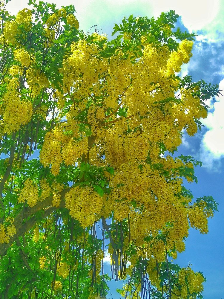 Photograph by Jiban Mazumdar