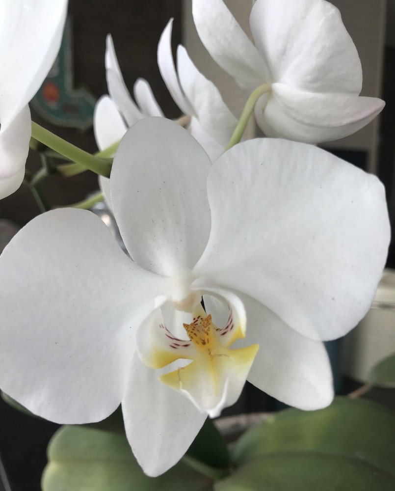 White orchid
