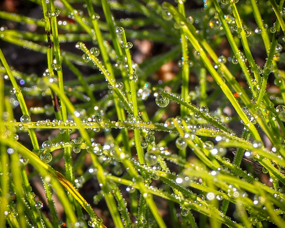 Фотография автора Olena Vorotyntseva