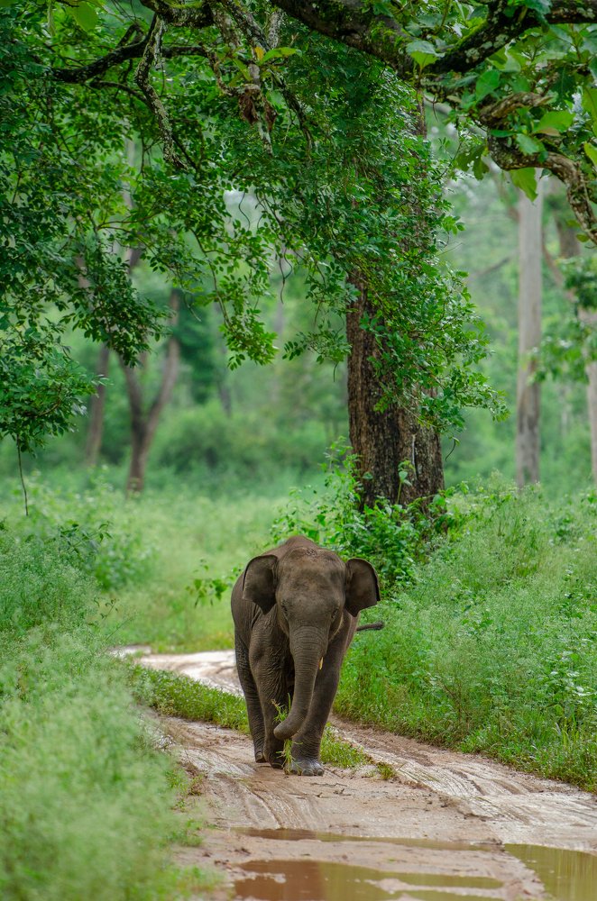 Photograph by Ujwal Pasupuleati