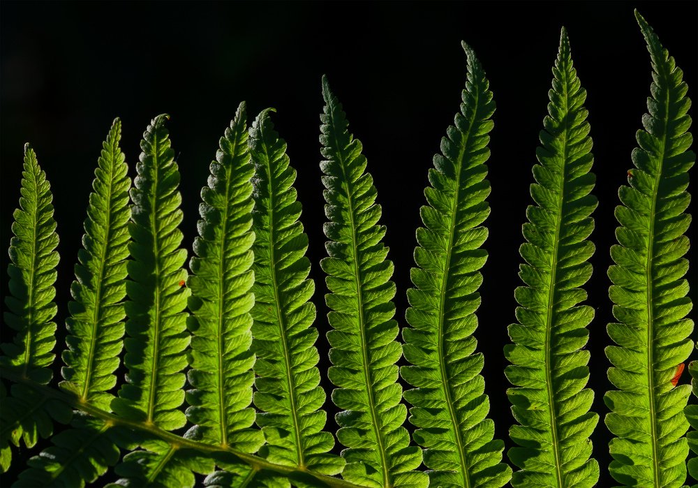 Ритмичный папоротник