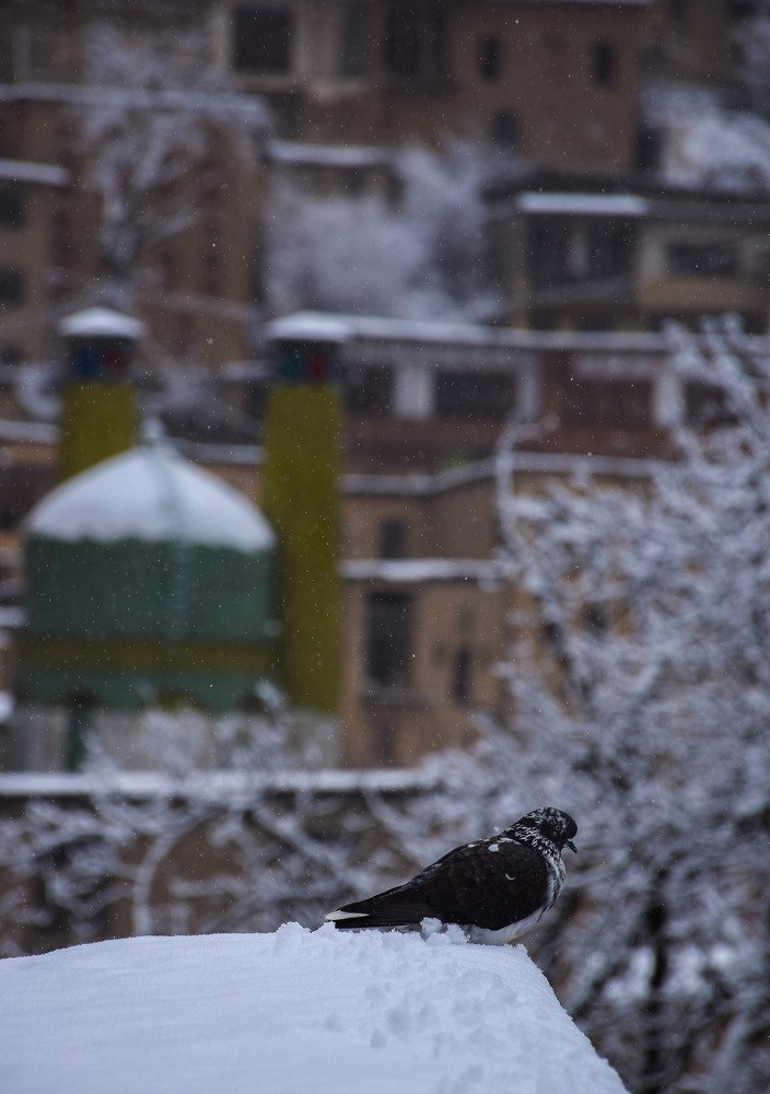 Photograph by Mohammadreza Sabetikhah masuleh