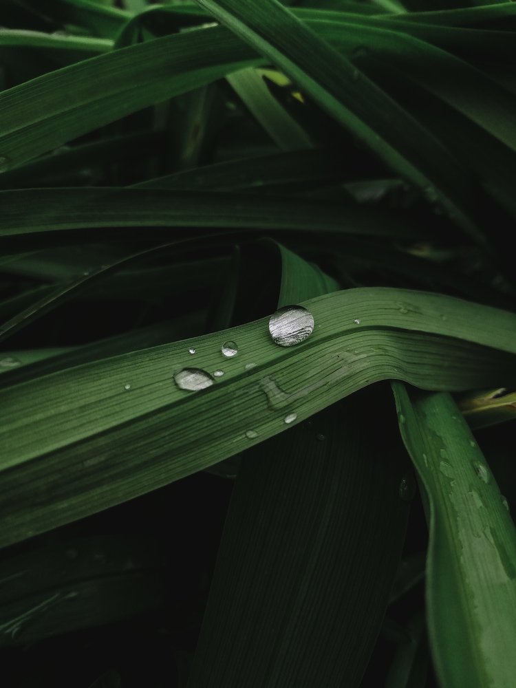 Photograph by Anastasiya