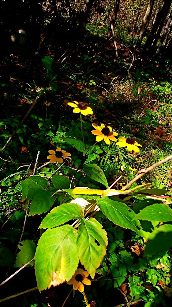 Photograph by юдженио Снежин (псевдоним)- БРИГИНЕВИЧ