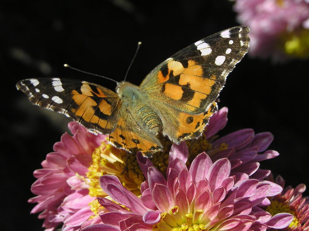 Photograph by Олександр Дормидонтов