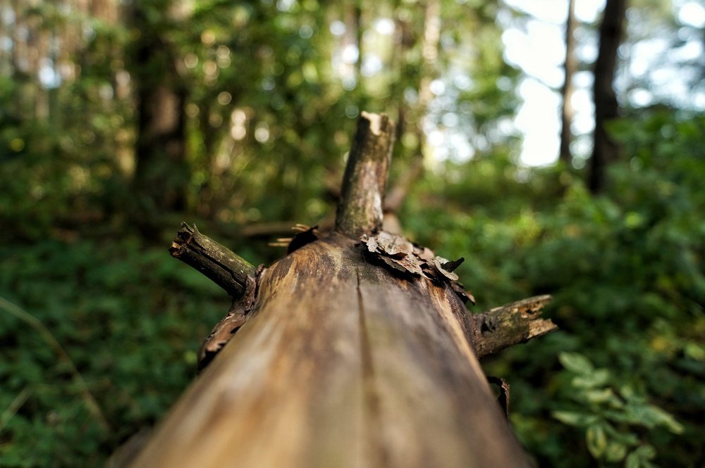 Photograph by Александр Быдрицкий