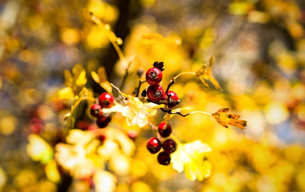 Photograph by Александр Быдрицкий