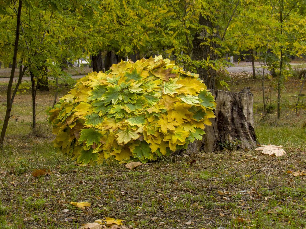 Photograph by Иван Доможирский