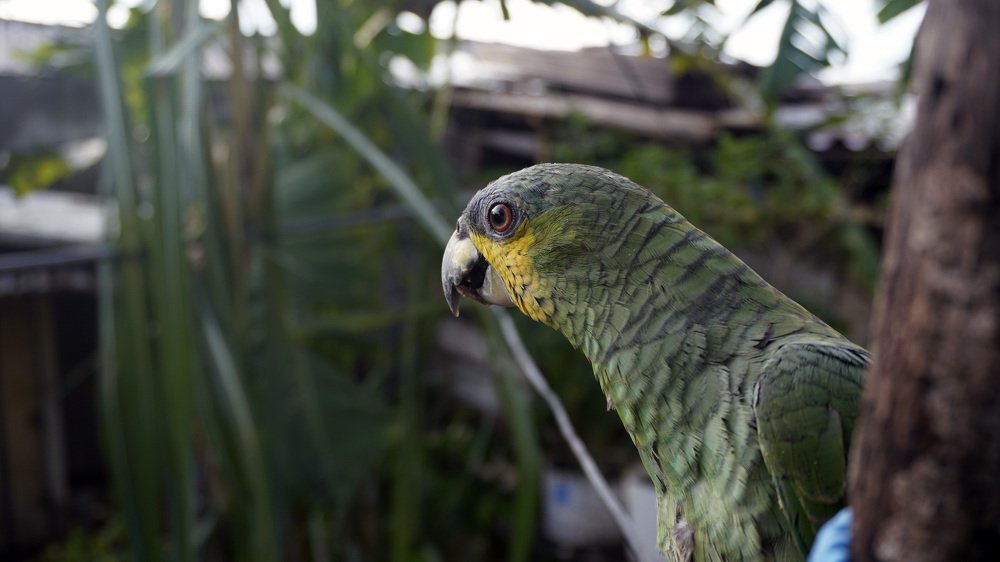 Parrot