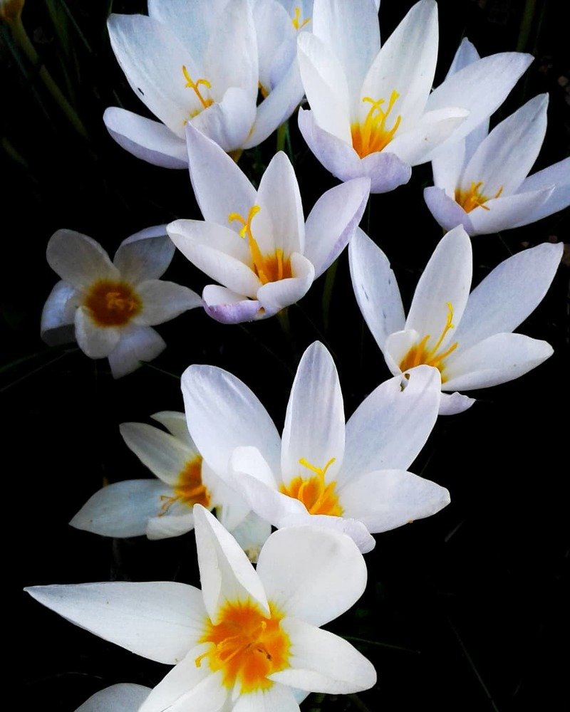 Shiny flowers