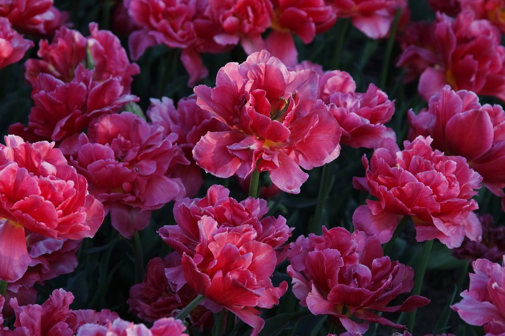 Photograph by Дмитрий Цыпляев