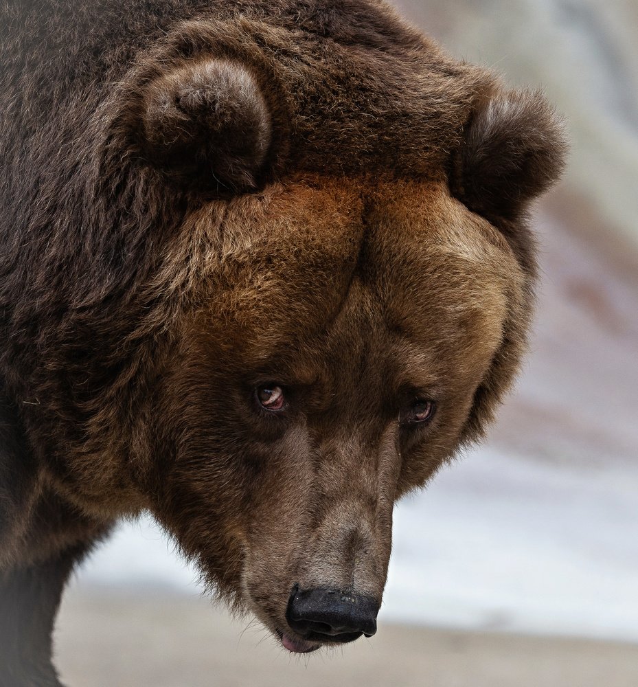 Photograph by Сергей Басов