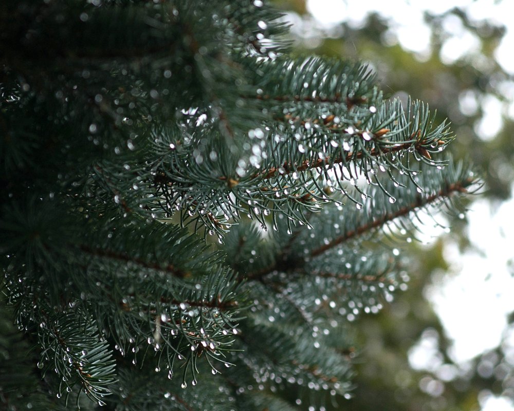 Photograph by Aleksandr Slyusarev