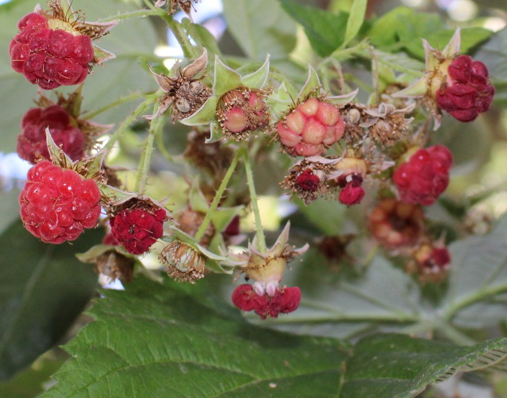 Photograph by Николай Немчанинов