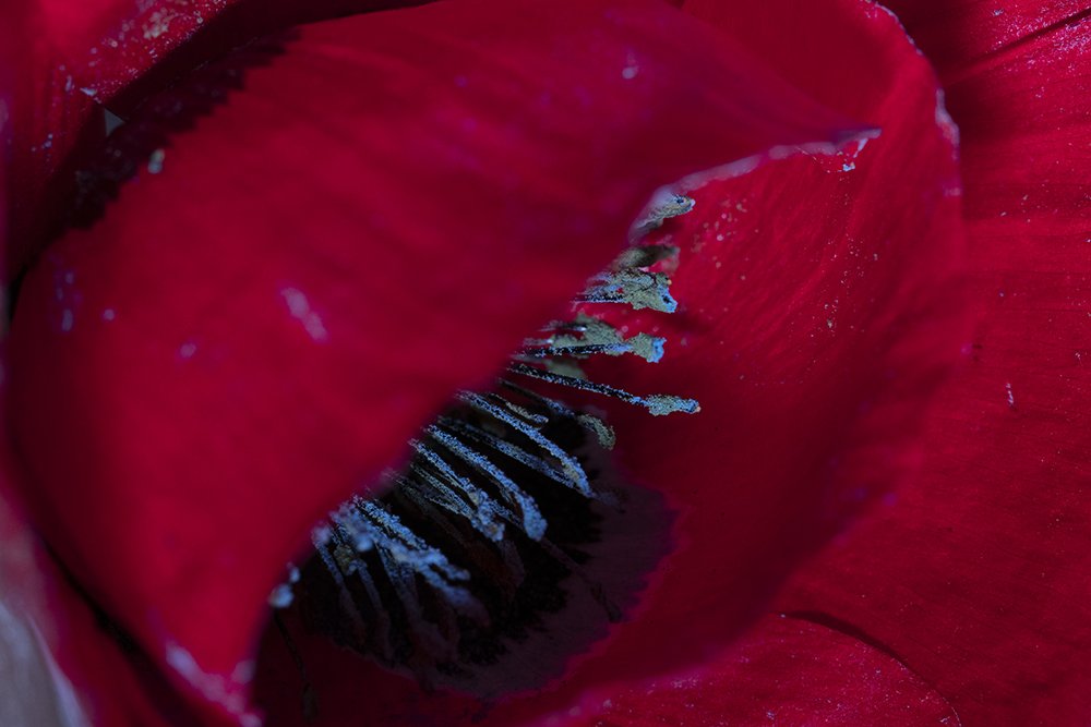 Photograph by Amir Garoosian