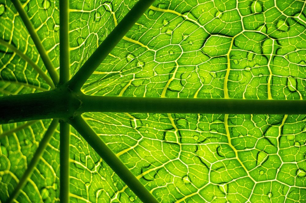 Photograph by  Rayhan Ahmed