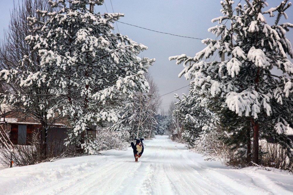 Фотография автора Анастасия Пищулова