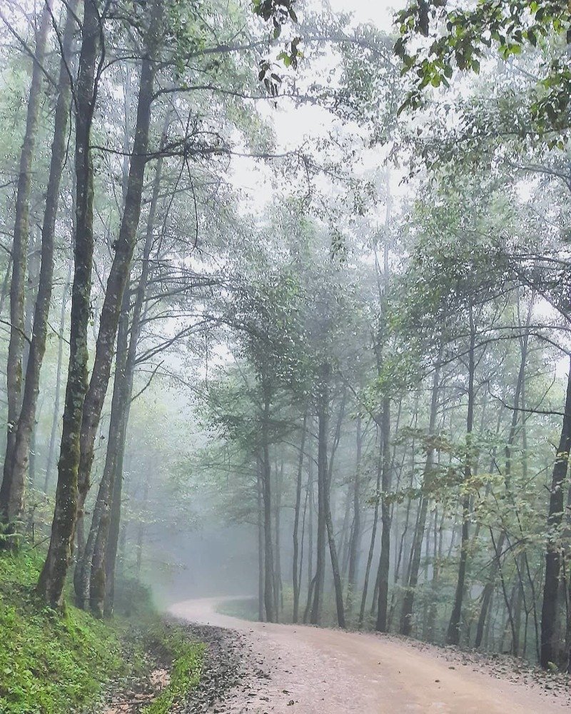Foggy Forest