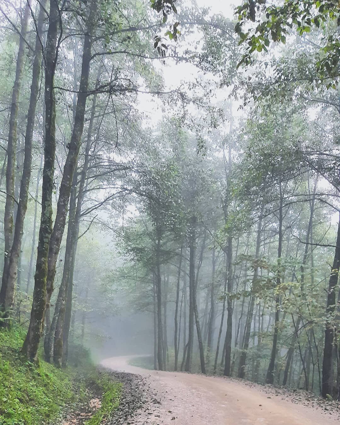 Foggy Forest