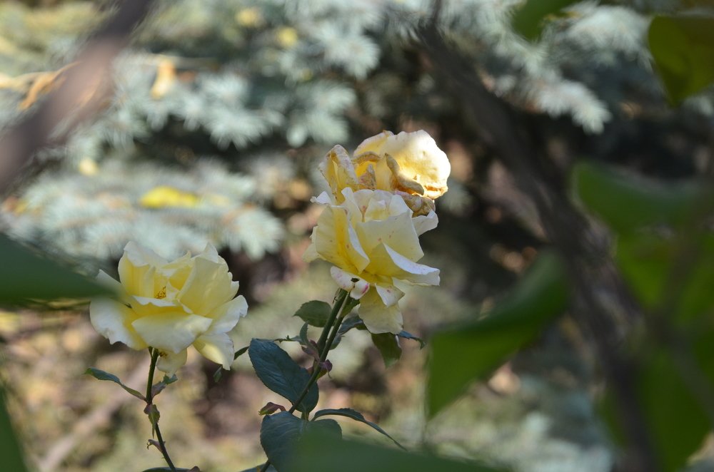 Фотография автора Владимир Брызгунов