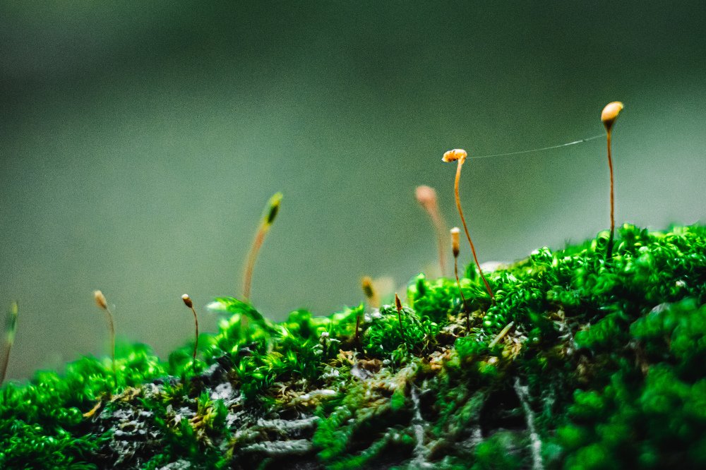 Photograph by Тимофей