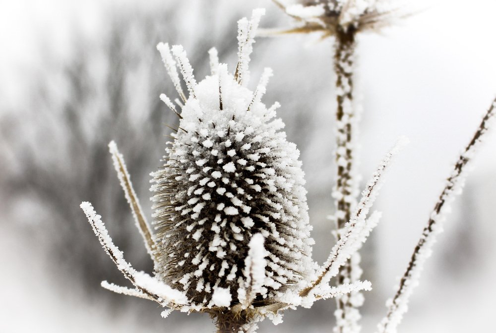 Photograph by Anelly Kremenska