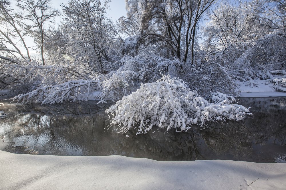 Кораловый лес