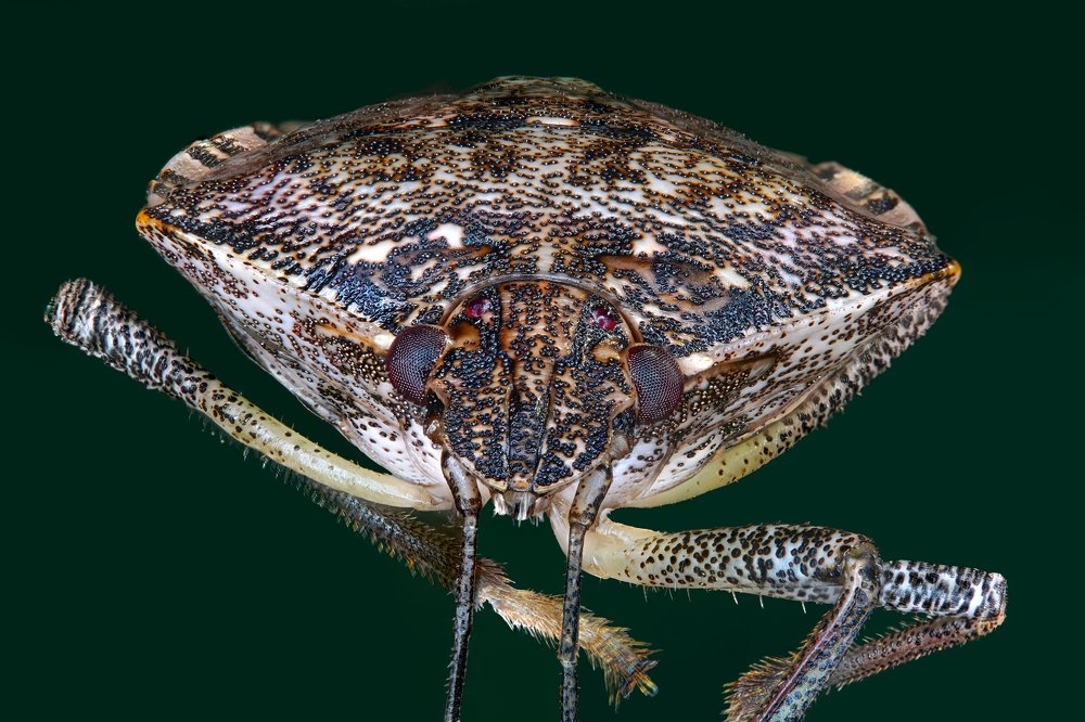 Клоп-вонючка