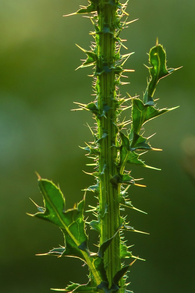 Зеленая колючесть