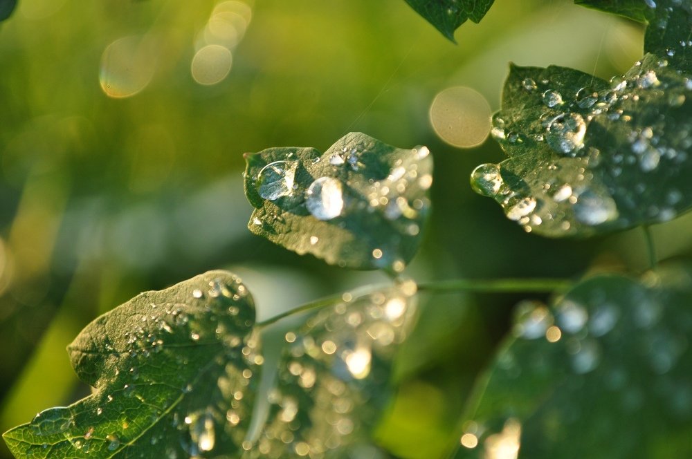 Photograph by Софья Овсянникова