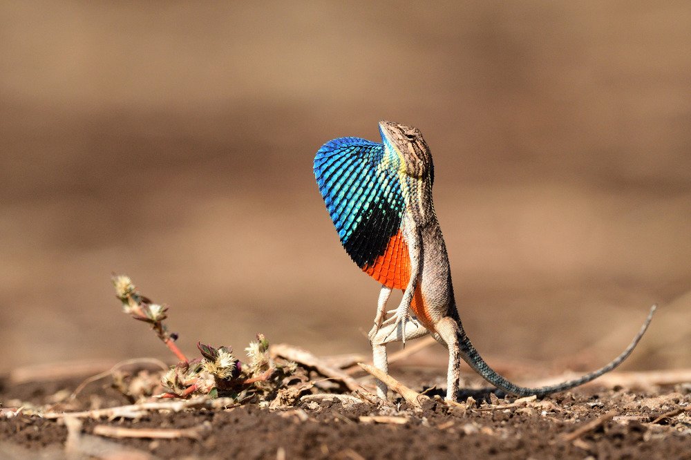 Photograph by Prasad Datar