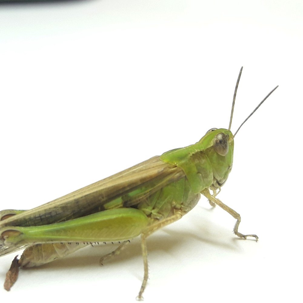 Photograph by Dhaval Solanki