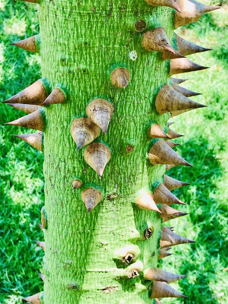 Green nature with thorns