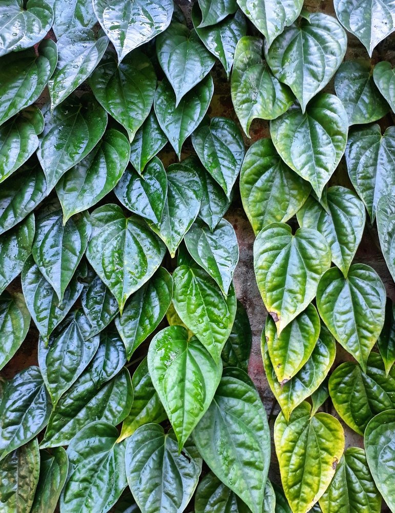 Photograph by Anuj Adhikari