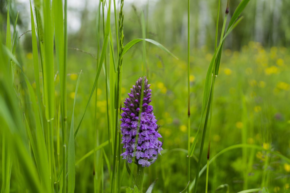 В гуще трав