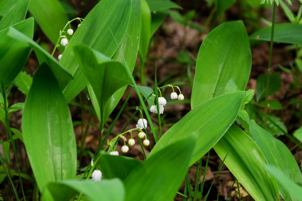 Ландыши в мёртвом лесу