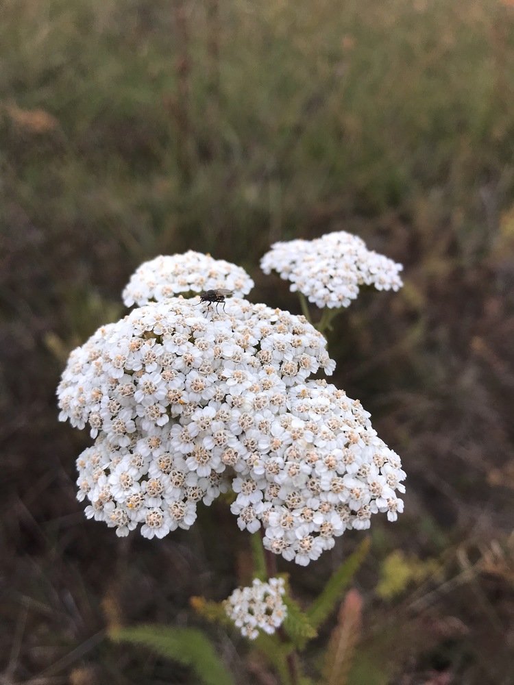 Photograph by Валентина Широбокова
