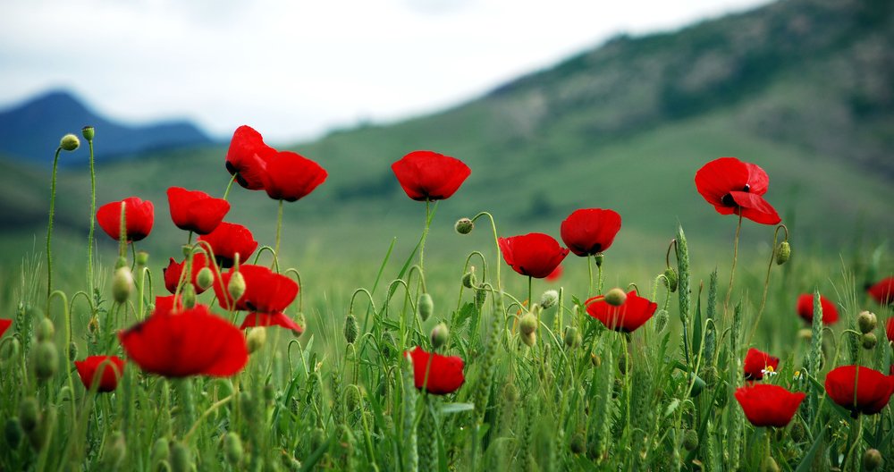 Photograph by Gordana Nikolovska-Dimeska