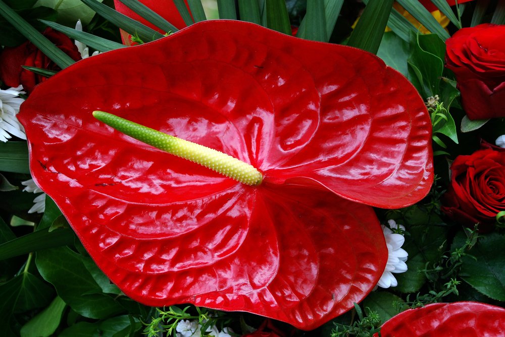 Photograph by Gordana Nikolovska-Dimeska