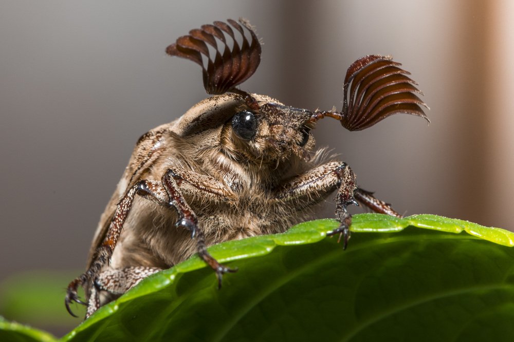 Майский жук