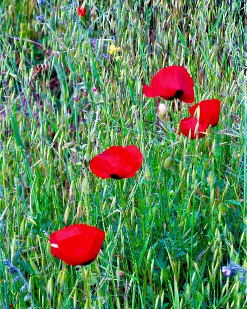 Photograph by Viktoriia Shtefanesa