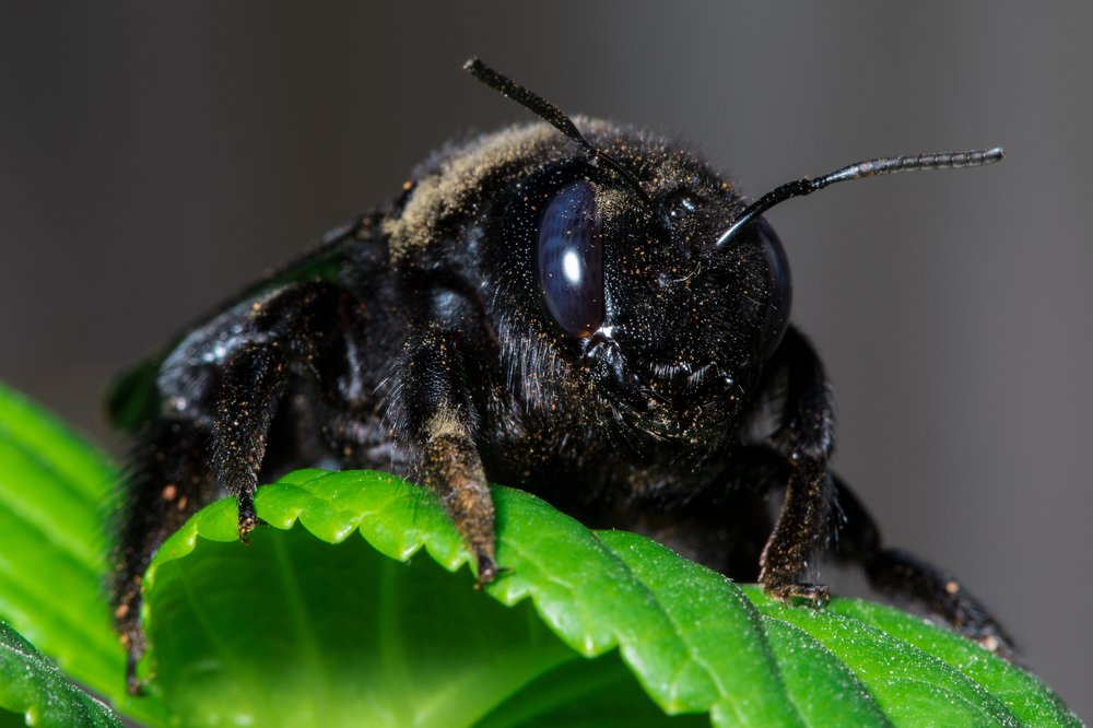 Шмель-плотник