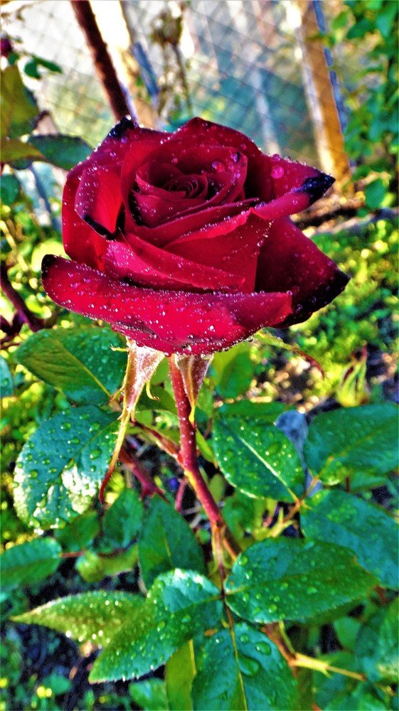 Photograph by Viktoriia Shtefanesa