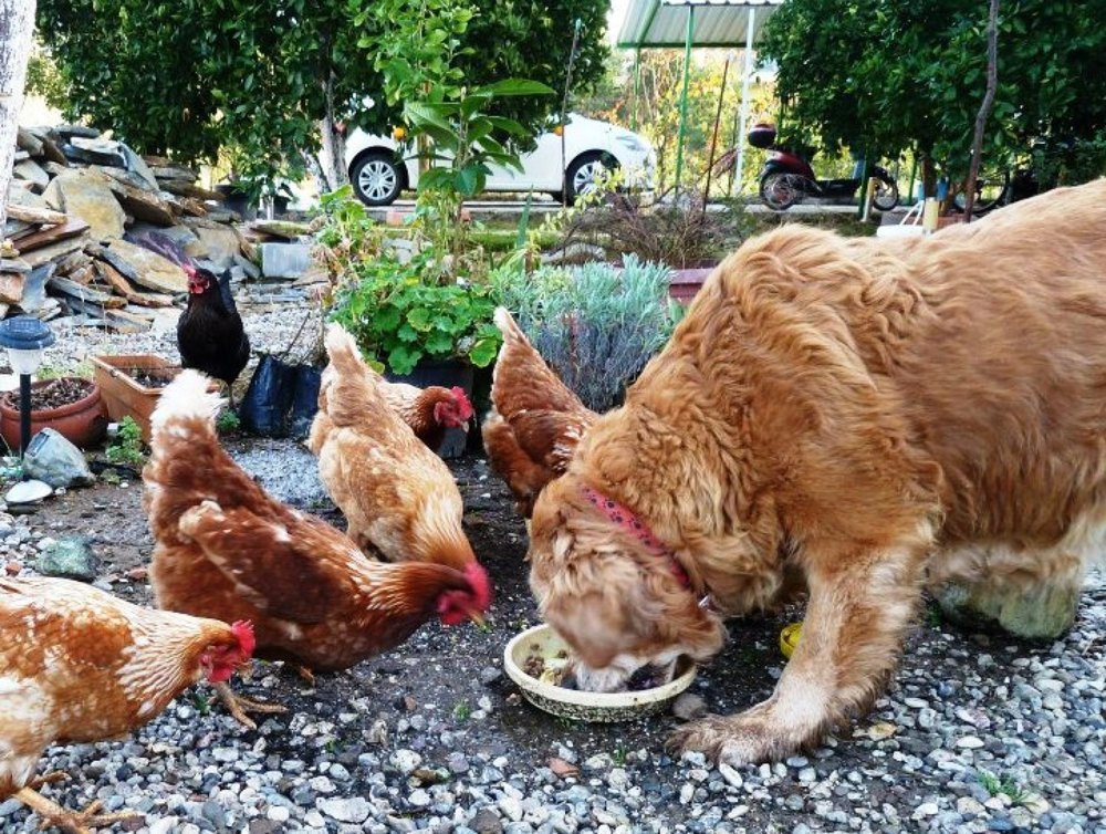 Фотография автора Turgay Uykusuz