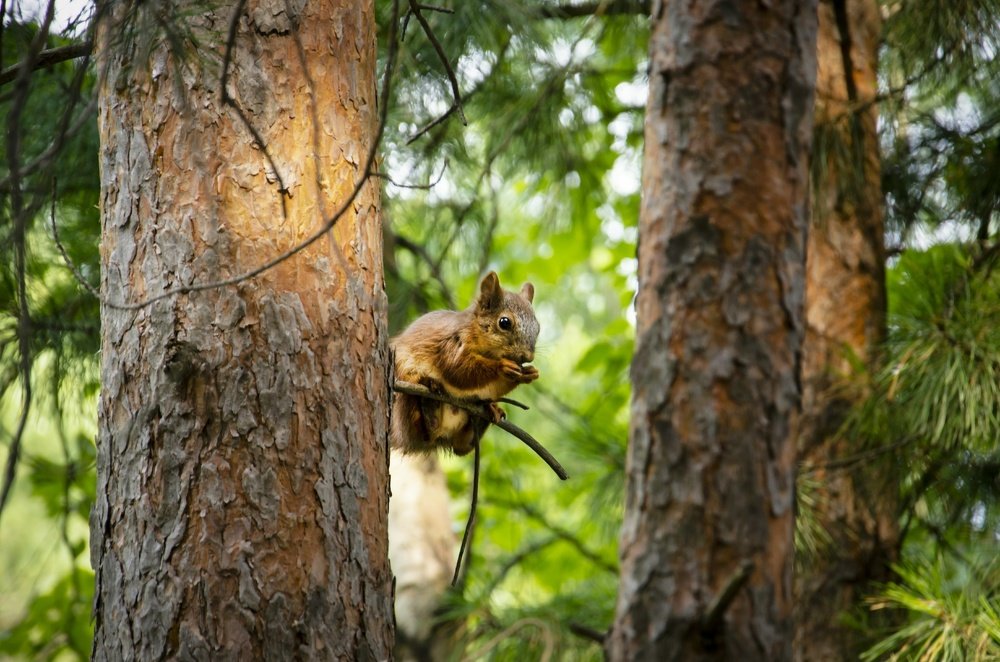 Photograph by Василий Рогачёв