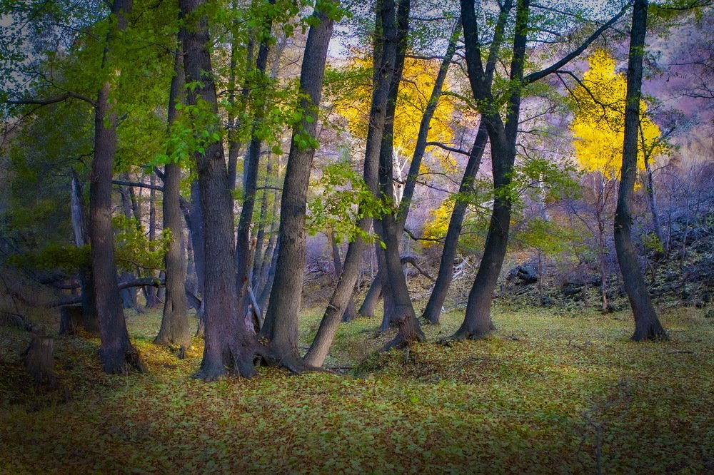 Photograph by петр чиков