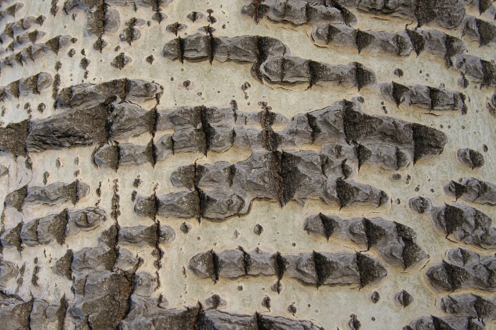 Photograph by петр чиков