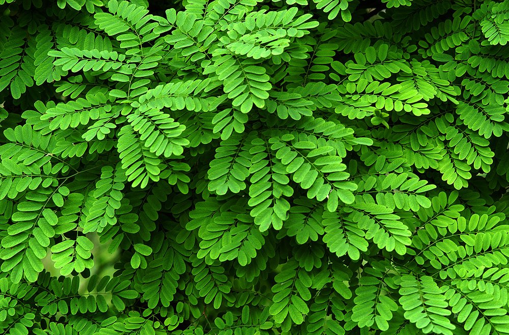 Photograph by Samsul Huda Patgiri